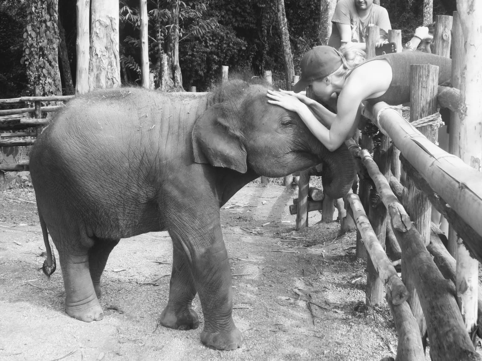 Elephant encounter in Thailand